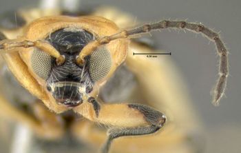Media type: image;   Entomology 613220 Aspect: head frontal view